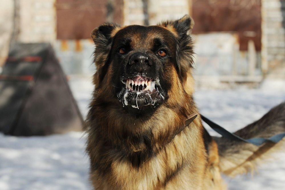 The Ministry of Health told who should get an emergency vaccination against rabies